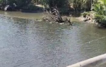 Viral di Medsos! Warga Pinrang Geger, Air Sungai Saddang Berubah Hitam Berbau Busuk 5 Viral di Medsos! Warga Pinrang Geger, Air Sungai Saddang Berubah Hitam Berbau Busuk