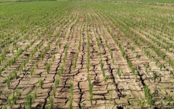 Kekeringan Pertanian Sulsel, 300 Pompa Air Disalurkan 5 Kekeringan Pertanian Sulsel, 300 Pompa Air Disalurkan - justra.id