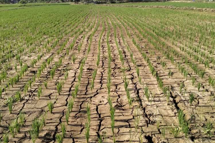 Kekeringan Pertanian Sulsel, 300 Pompa Air Disalurkan - justra.id